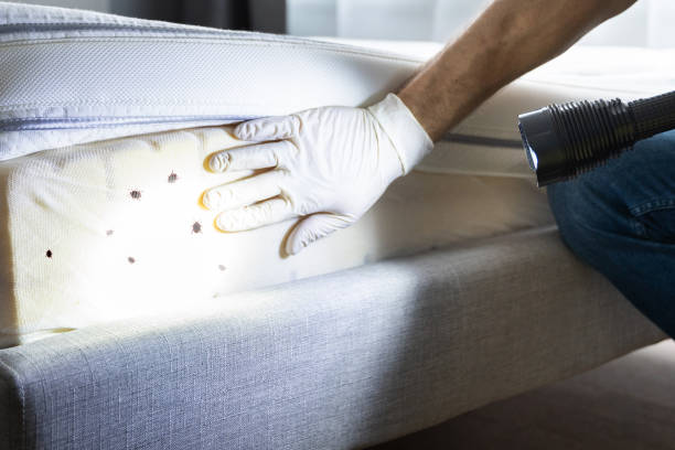 Best Termite Control Services  in Gloucester, MA